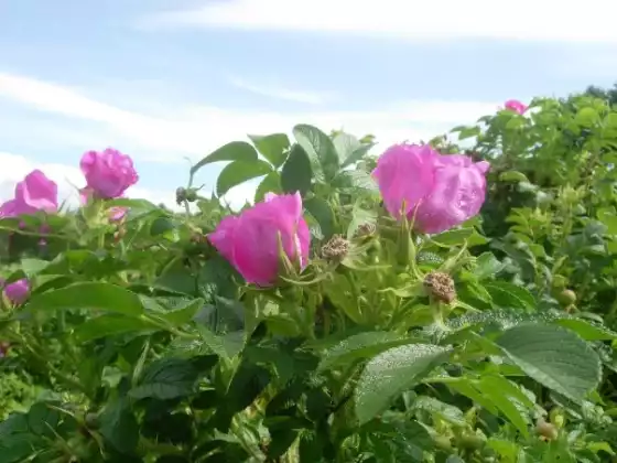 Guided Meditation to a Plant Spirit Ally
